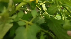 Томат монгольский карлик от А до Я