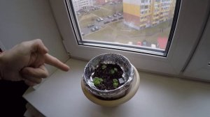 Как вырастить гранат из семечки за 2 недели,ничего не делая)))