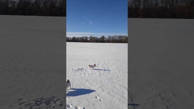 Джек рассел радуется снегу смотреть онлайн