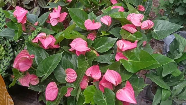 Flower Plants Market Visit || Lemon Grass Madhabilata Plant Rose Plant Anthurium Plant Lotus Plant смотреть онлайн