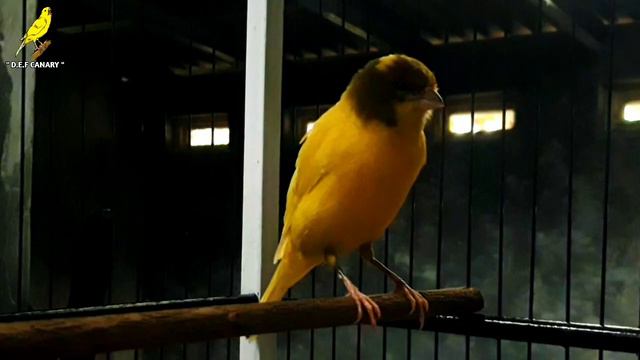 Canary Bird Sound For Training!! Yellow Canary