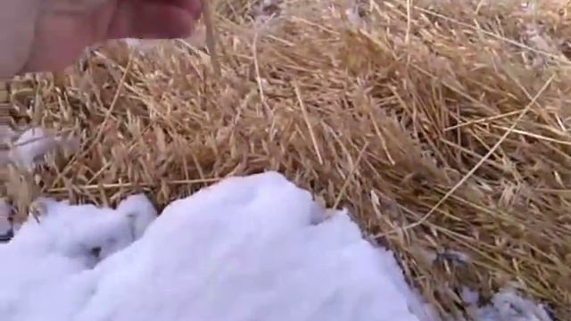 Супер кормление свиней......почти смотреть онлайн