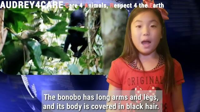 Bonobos| Endangered Animals | Best Environmetal Science News смотреть онлайн