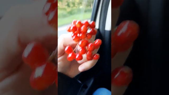 Фильм 1073 Вкусная ягода Калина Впервые попробовал По вкусу напоминает рябину смотреть онлайн