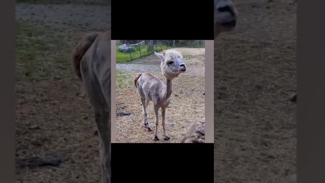 ЖИВОТНЫЕ, КОТОРЫХ ВЫ НИКОГДА НЕ ВИДЕЛ БЕЗ ШЕРСТИ!!! смотреть онлайн