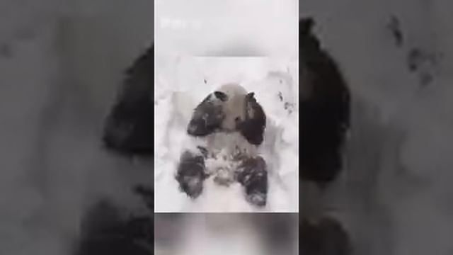 Эти веселые панды. Смешные животные. смотреть онлайн