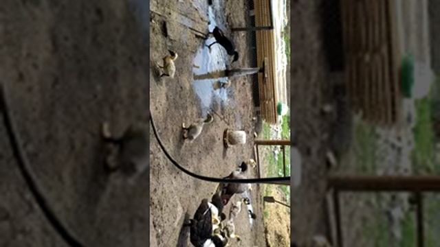 Дикие утята смотреть онлайн