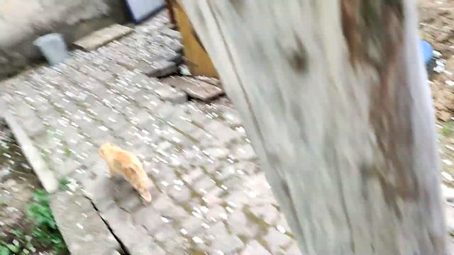 Кот✅ Черныш младший убегает✅ Рыжая кошка в огороде❗❗❗ The cat✅ Chernysh Jr. runs away❗❗❗ смотреть онлайн