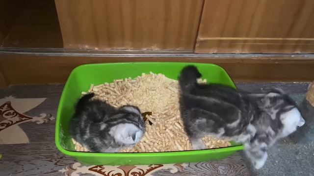 Как приучить вислоухих котят к лоточку? смотреть онлайн