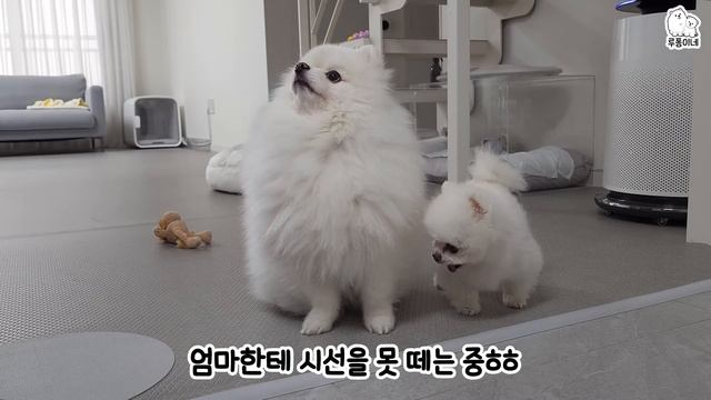 먹깨비 강아지에게 사료를 한알만 줬더니...