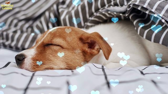 Super Relaxing Sleep Music For Jack Russell Terriers ♫ Relax Your Dog ♥ Lullaby For Puppies And Pet смотреть онлайн