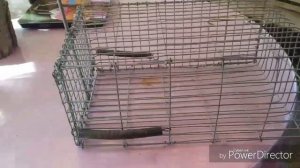 Как Поймать Ласку? //Живоловка своими руками/Как Сделать Ловушку?Ласка душит кур!