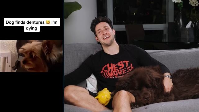 Reacting To Dog TikToks With My Newfie Bear смотреть онлайн