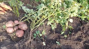 Картофель сорт Алладин. Для любых видов почв,переносит засуху и жару,не поражается фитофторозом.