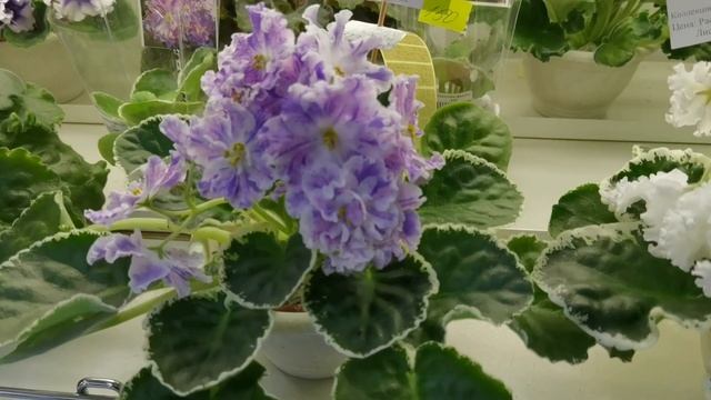 Новая выставка в Доме Фиалки ?Дарите женщинам цветы?красивейшие сортовые ФИАЛКИ??? смотреть онлайн