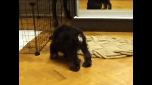 Цвергшнауцер. Покупка и первый день.