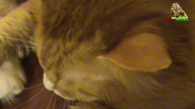 Кот храпит. смотреть онлайн