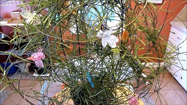 A Visit with Hoya retusa смотреть онлайн