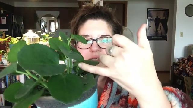 2020 Penultimate Plant Haul | # 1 WISH LIST HOYA!!! смотреть онлайн