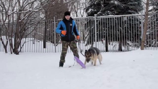 Выгул собак в Москве. Надодог. смотреть онлайн