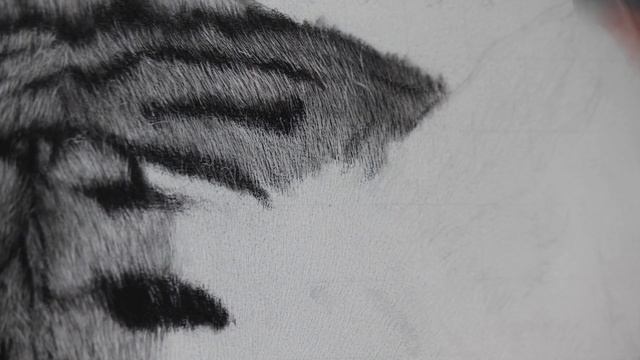 Hyperrealistic Tiger Drawing / 85 Hour Time-lapse смотреть онлайн
