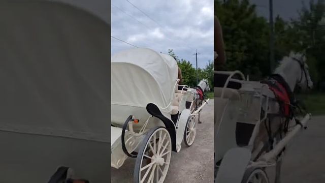 Город Нальчик. Мусье Анзорчик водитель белого фаэтона и шаловливый гнедой жеребёнок. смотреть онлайн