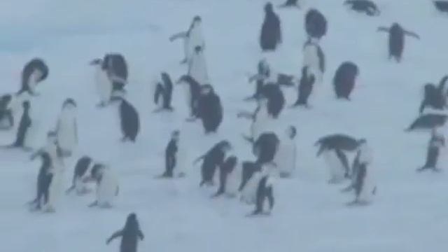 Австралийские ученые применили необычный способ подсчета численности пингвинов в Антарктике смотреть онлайн