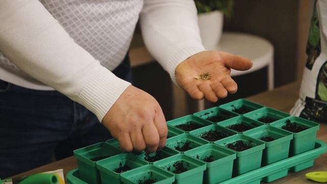 Как вырастить зелень зимой на подоконнике смотреть онлайн