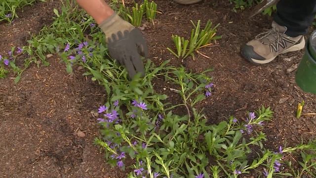 Planting Scaevola, Pentas and Vinca – Family Plot смотреть онлайн