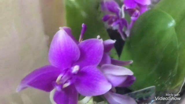 Оптовый Цветочный магазин Экофлора! Новые Цветочки. смотреть онлайн