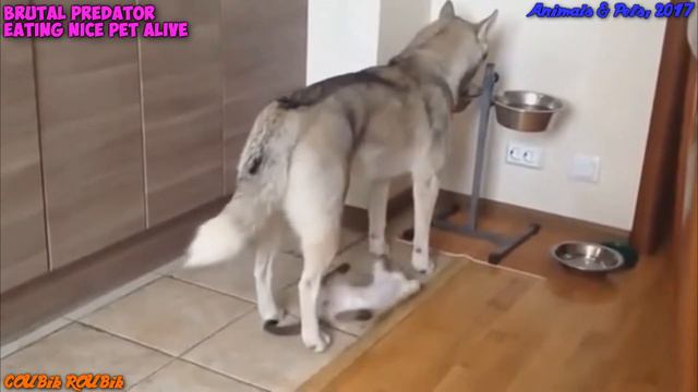 Лучшие кубы (COUB) Animals & Pets по версии COUBik Выпуск #2