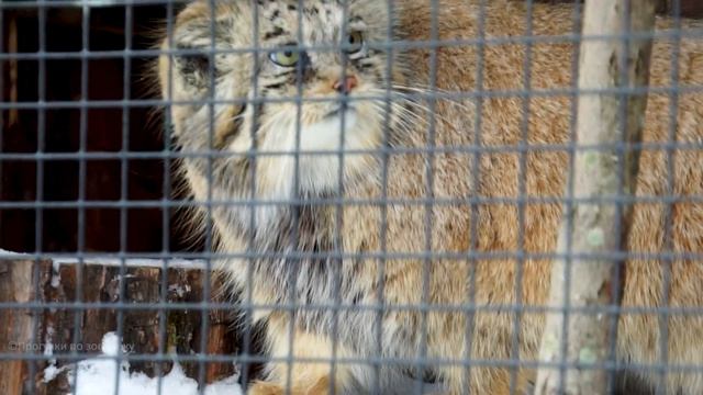 Манул Намика гуляла по снегу и подошла поздороваться. Ленинградский зоопарк смотреть онлайн