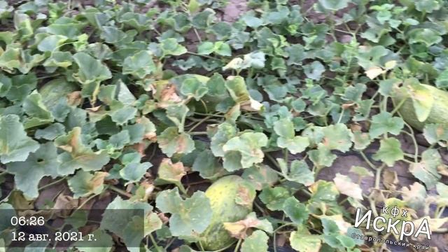 Дыня Торпеда смотреть онлайн