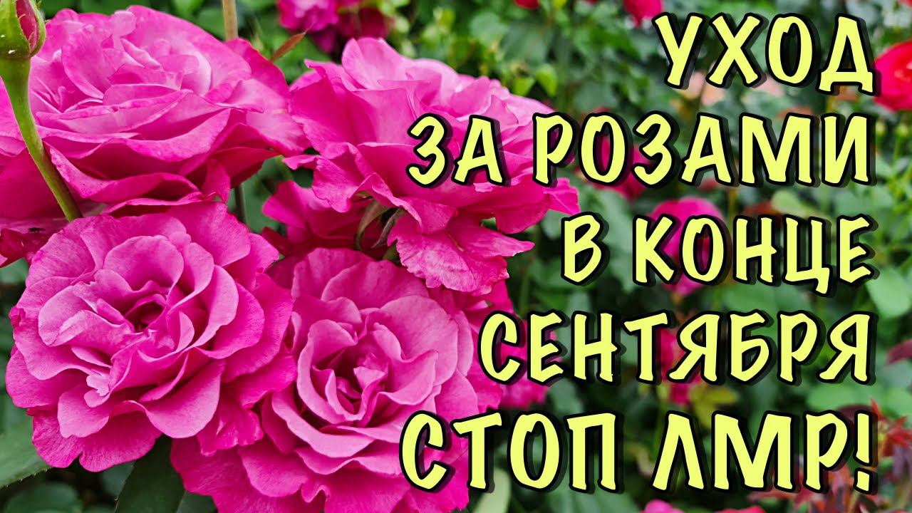 НЕ ЖДИТЕ, если УВИДЕЛИ ПЯТНА! Что НУЖНО ДЕЛАТЬ с розами в КОНЦЕ СЕНТЯБРЯ. Как ОСТАНОВИТЬ ЛМР смотреть онлайн