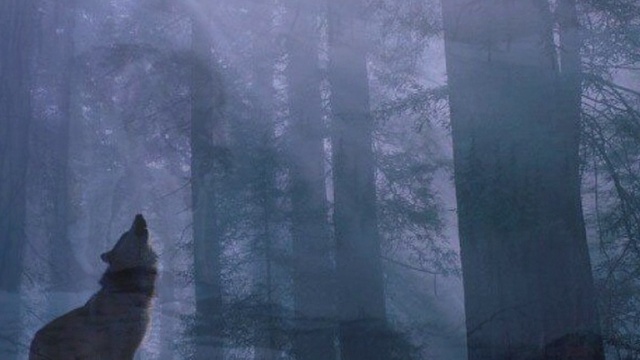 ОЛЕГ ВИННИК - ВОЛЧИЦА (УКР.) смотреть онлайн