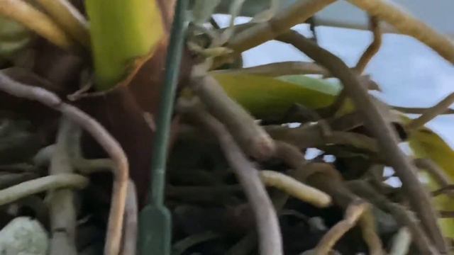 AN ORCHID A DAY I EPISODE 200 SATURDAY WALKAROUND MY ORCHIDS #orchidgreenhouse смотреть онлайн