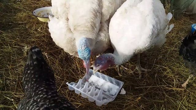 ?️Индюки ?и? скорлупа??