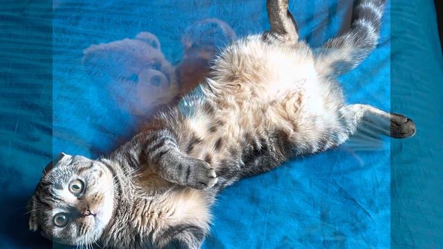 Скоттиш фолд. Пульхерия смотреть онлайн
