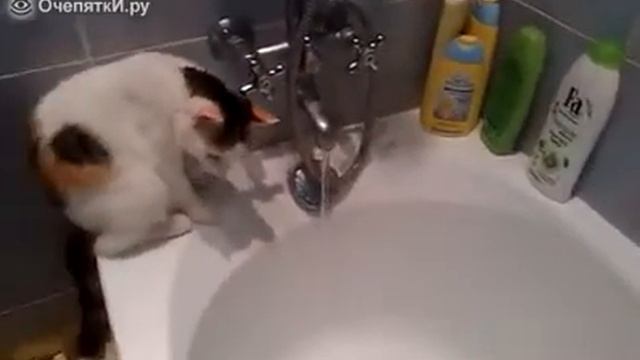 Кошка научилась открывать кран смотреть онлайн