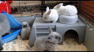 СКОЛЬКО ЖИВУТ ДЕКОРАТИВНЫЕ КРОЛИКИ