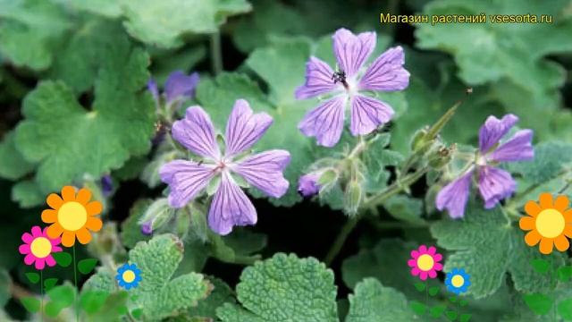 Герань гибридная Филипп Ваппель. Краткий обзор, описание geranium hybrid Philippe Vapelle смотреть онлайн