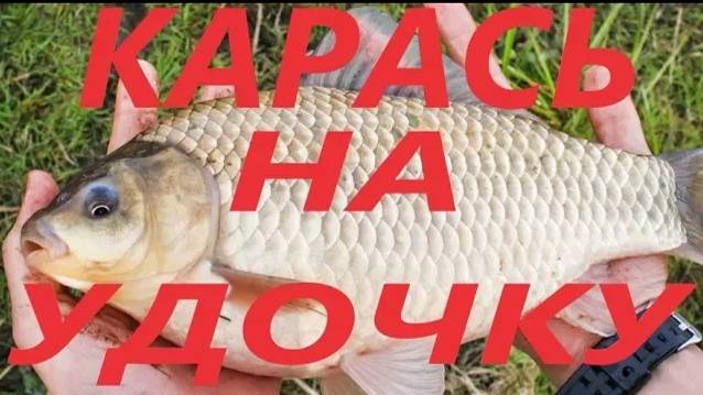 КАРАСЬ НА ПОПЛАВОЧНУЮ УДОЧКУ