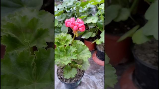 Пеларгония Pink Pandora (Пинк Пандора) ??? #теплица #сад #огород смотреть онлайн