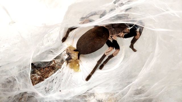 Блог фермы пауков птицеедов Arachnoforbes. Haplocosmia himalayana. смотреть онлайн