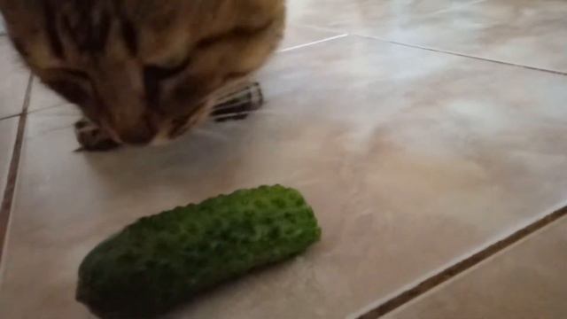 why is the Shurik cat eating cucumbers? ? смотреть онлайн