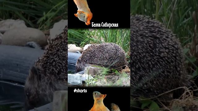 Ежик лакает воду