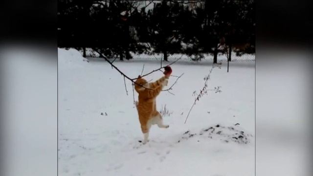 Веселый рыжий кот смотреть онлайн