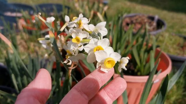 Narcissus compressus, a lightly scented Tazetta daffodil recommended for indoor fragrance смотреть онлайн