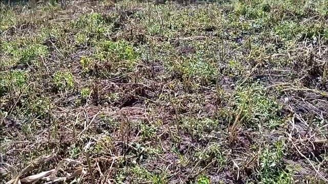 Врожай картоплі 2022.Копаємо сорти Рів'єра .Беллароза .Рокко .Київська обл. м.Сквира смотреть онлайн