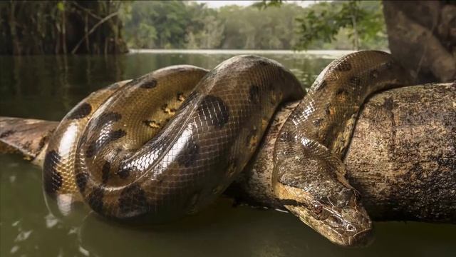 6 Animals That Could Defeat A Komodo Dragon смотреть онлайн